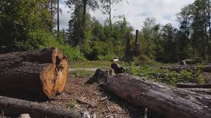 Best Hazardous Tree Removal  in Suncrest, WA