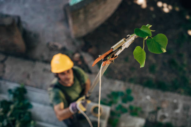 Best Commercial Tree Services  in Suncrest, WA